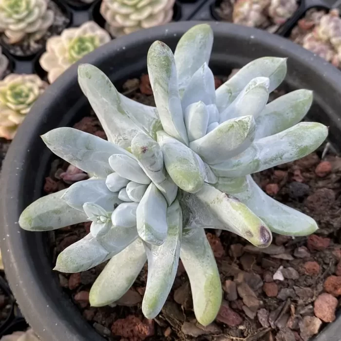 e201-144.webp Dudleya Thumb double - Image 1