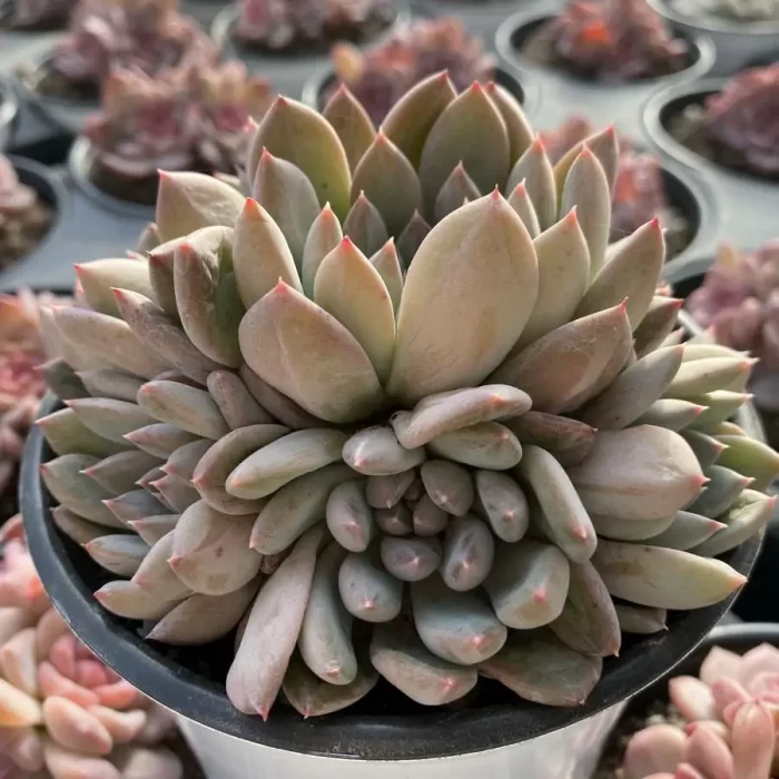 e201-145.webp Echeveria Gothic Clustering - Image 1