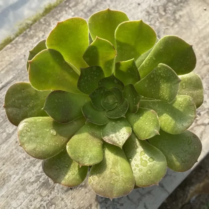 e201-146.webp Aeonium Green Cashmere - Image 1