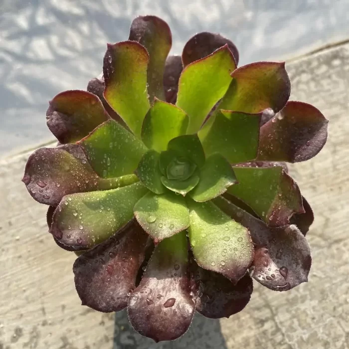 e201-147.webp Aeonium Arboreum Velour European - Image 1