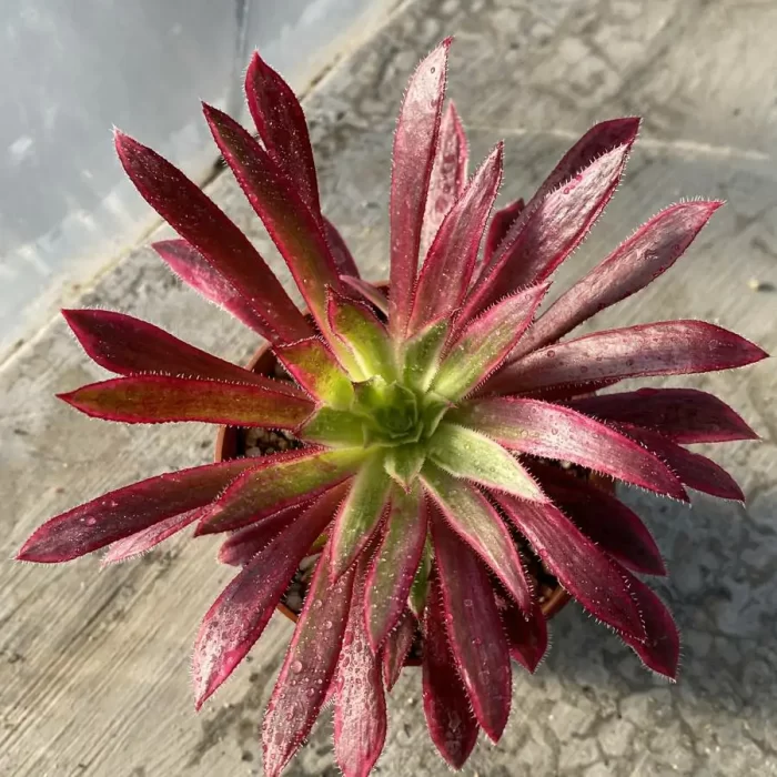 e201-148.webp Aeonium Peacock Variegated - Image 1