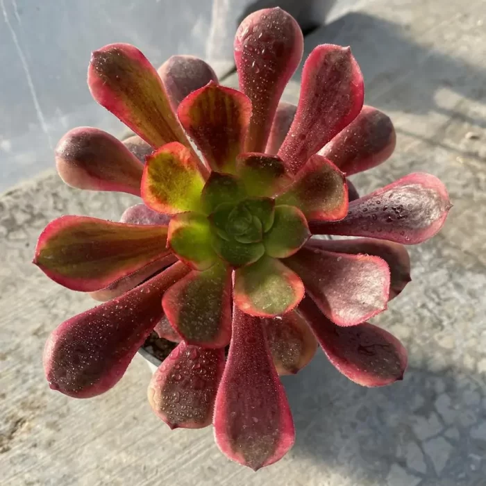 e201-150.webp Aeonium Ou Jiali - Image 1