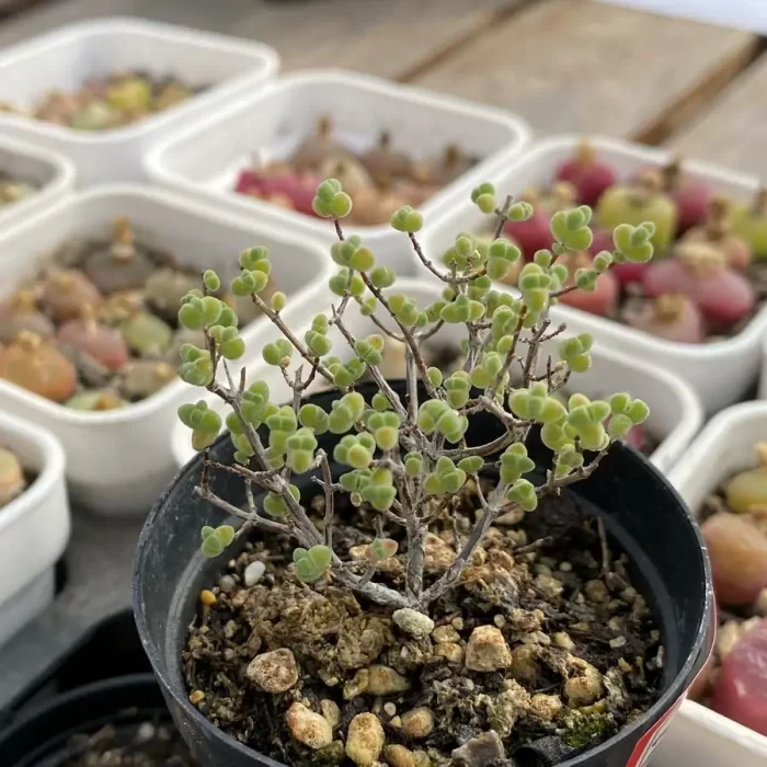 e201-153.webp Dicrocaulon Rice - Image 1