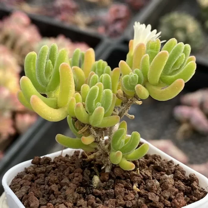 e201-160.webp Dicrocaulon Orange Leaf - Image 1