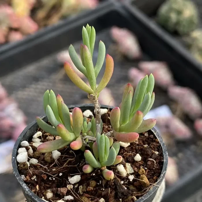 e201-161.webp Dicrocaulon Little Green Dragon - Image 1