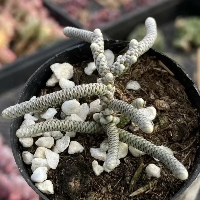 Anacampseros Avonia papyracea - Image 1