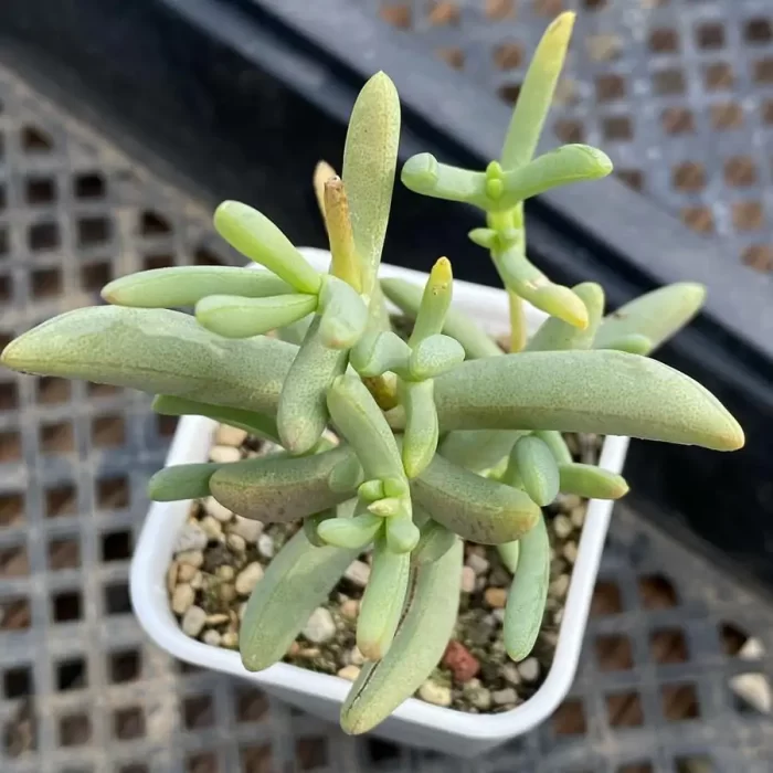 e201-164.webp Dicrocaulon Jiao Meiren - Image 1