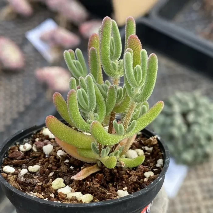 e201-165.webp Dicrocaulon Red Diamond - Image 1