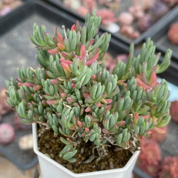 Dicrocaulon Qinglong - Image 1