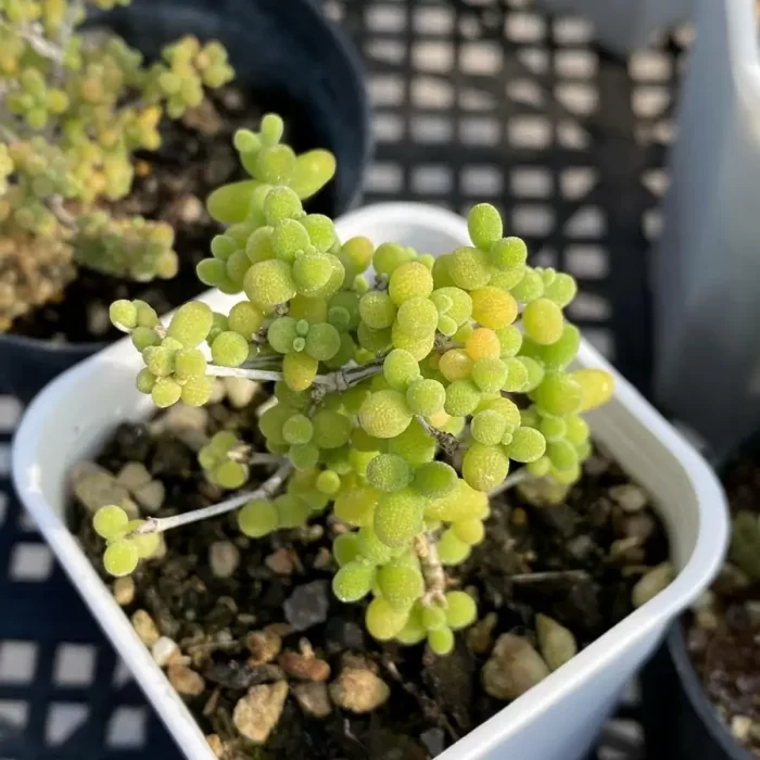 e201-167.webp Dicrocaulon Rice - Image 1