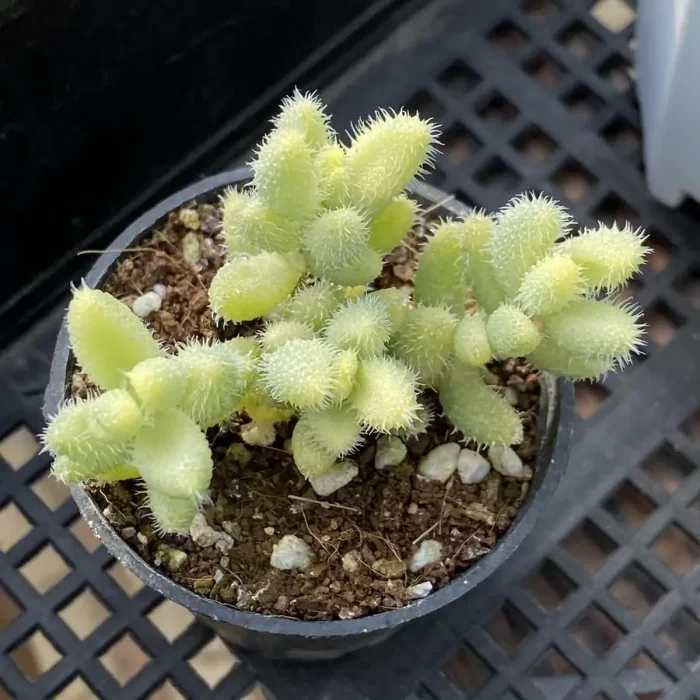 Delosperma Leitong Variegated Clustering - Image 1