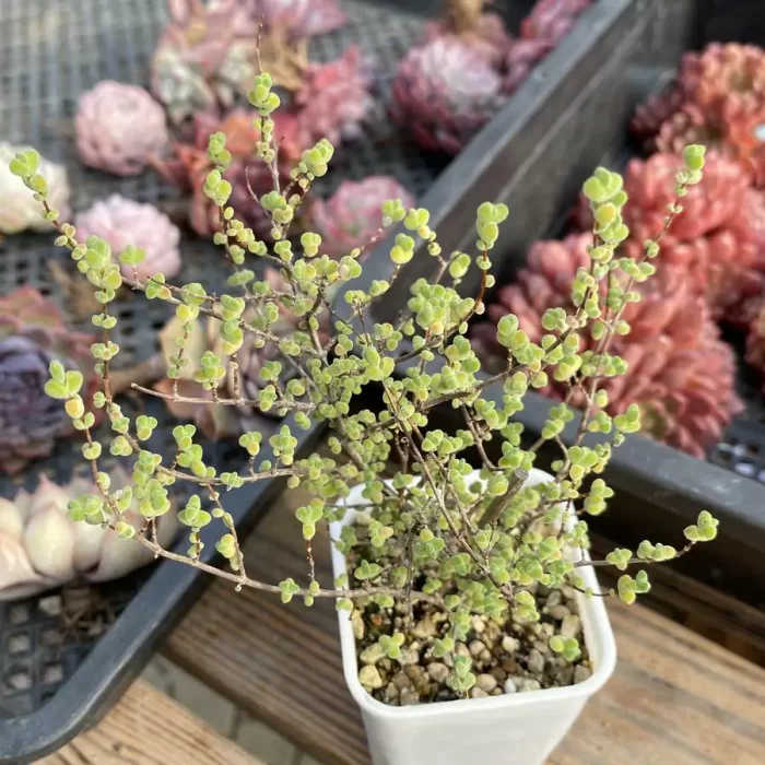 e201-171.webp Dicrocaulon Big Laisi - Image 1