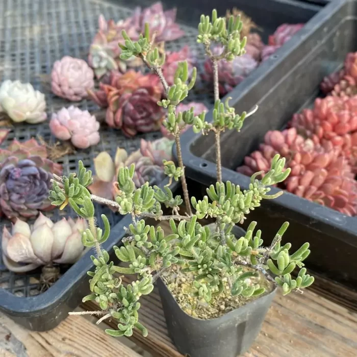 e201-172.webp Dicrocaulon Fluorescent Rabbit - Image 1