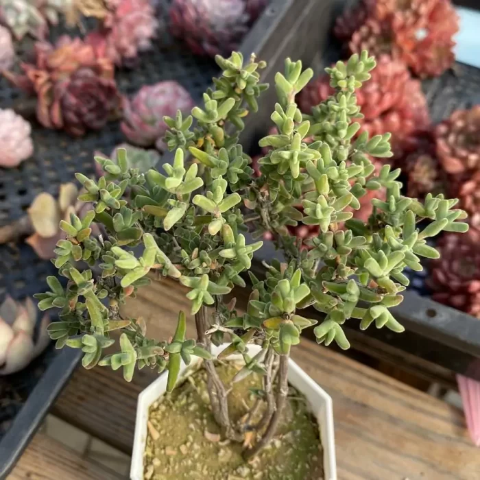 e201-173.webp Dicrocaulon Crystal shrimp Claws - Image 1