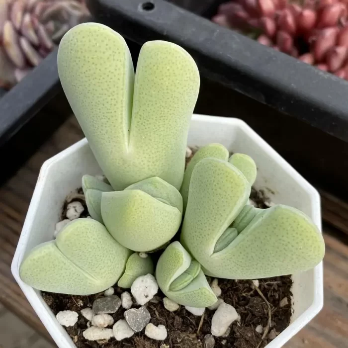 e201-175.webp Cheiridopsis Peculiaris Clustering - Image 1