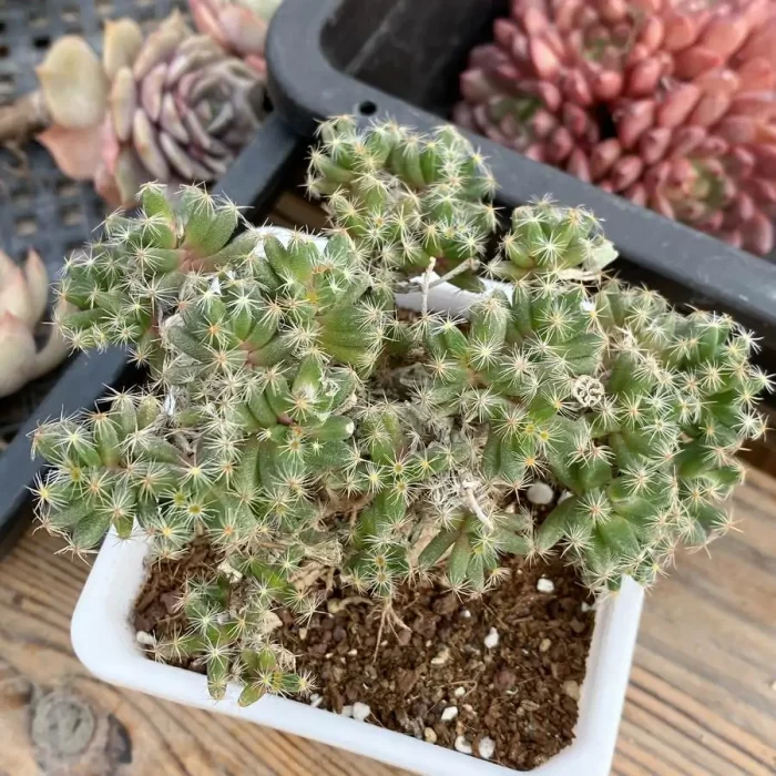 e201-176.webp Trichodiadema Densum Schwantes - Image 1