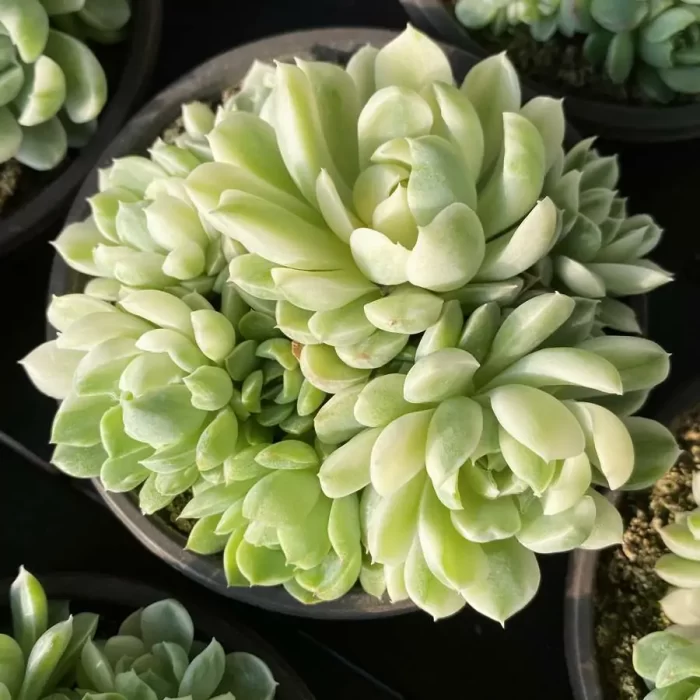 e201-178.webp Echeveria vanilla moon shadow Clustering - Image 1