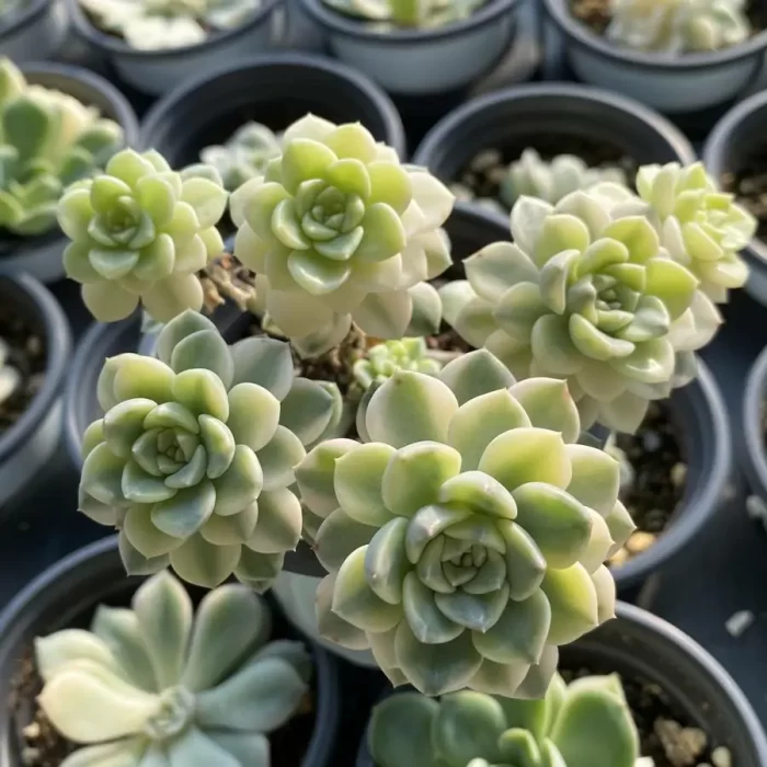 e201-179.webp Echeveria pink puppet Clustering - Image 1