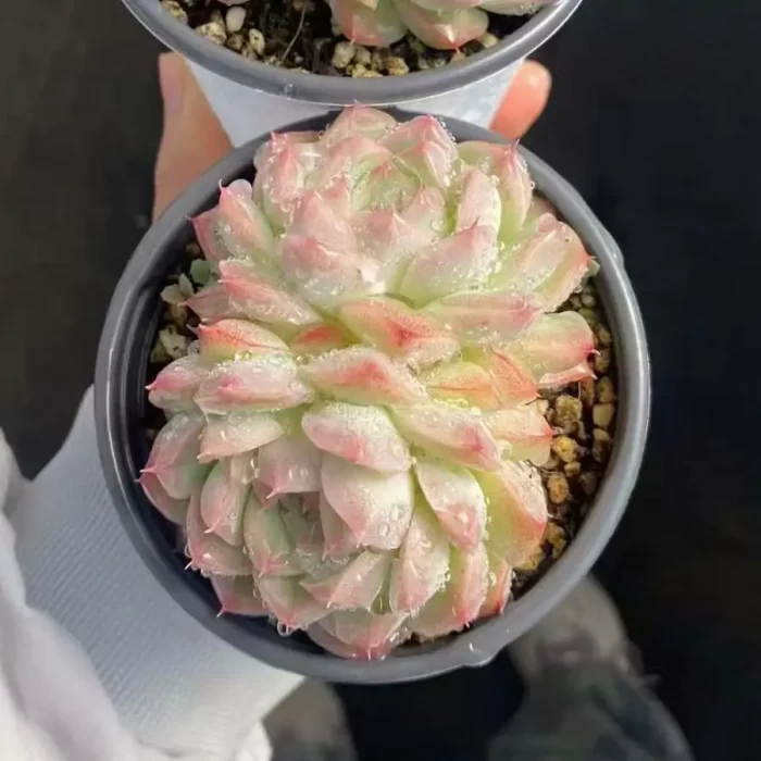 Echeveria peach smoked double - Image 1