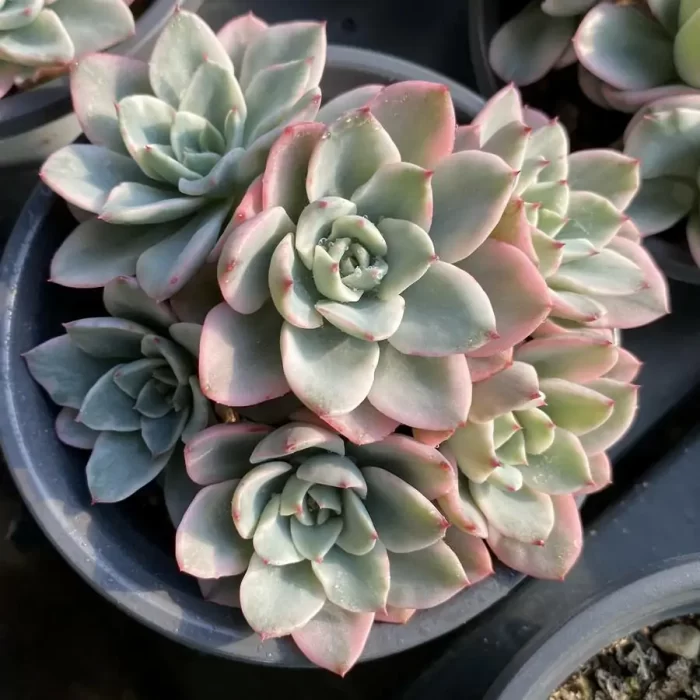 e201-180.webp Echeveria cream yellow peach Clustering - Image 1