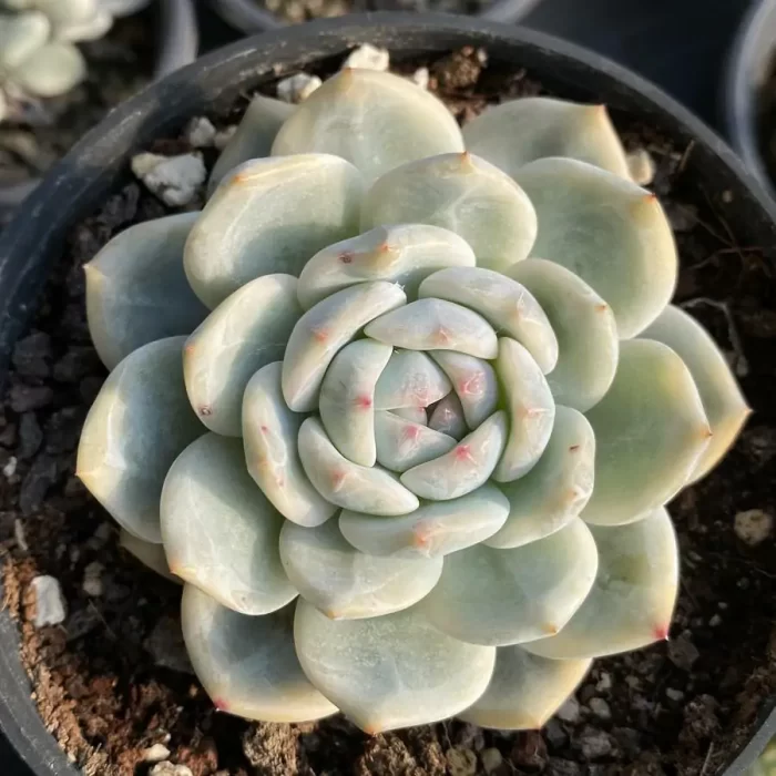 e201-181.webp Echeveria Monroe Variegated - Image 1