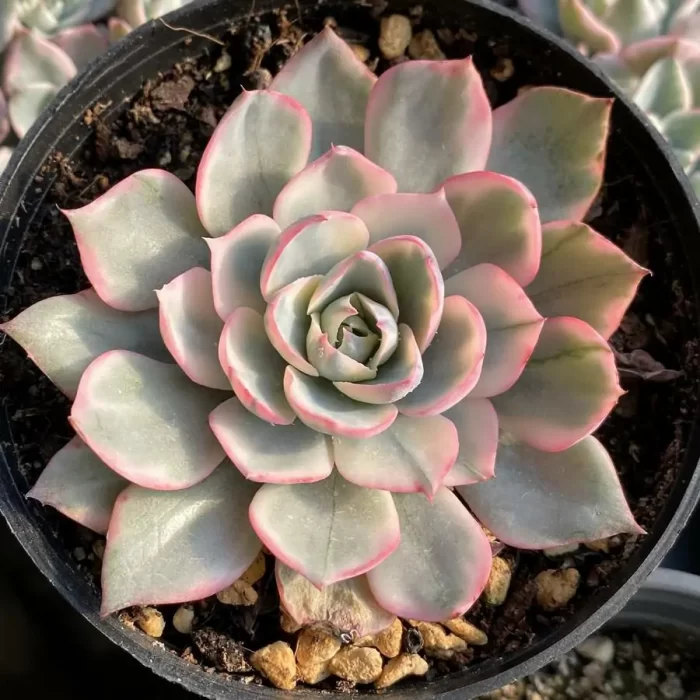 e201-182.webp Echeveria Amistar variegated - Image 1