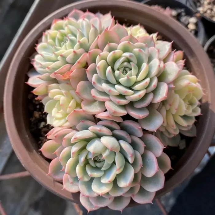 e201-183.webp Echeveria Minima Variegated Clustering - Image 1