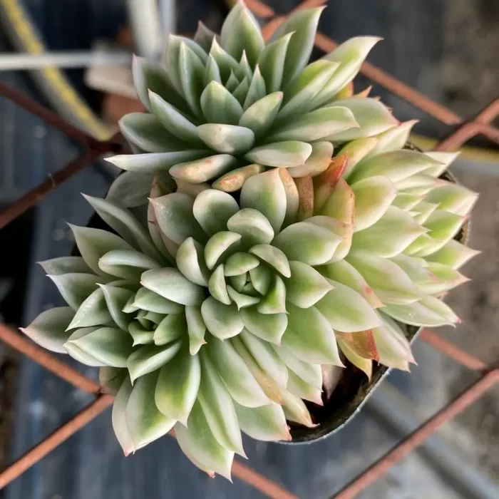 Echeveria Butterflies Variegated Clustering - Image 1