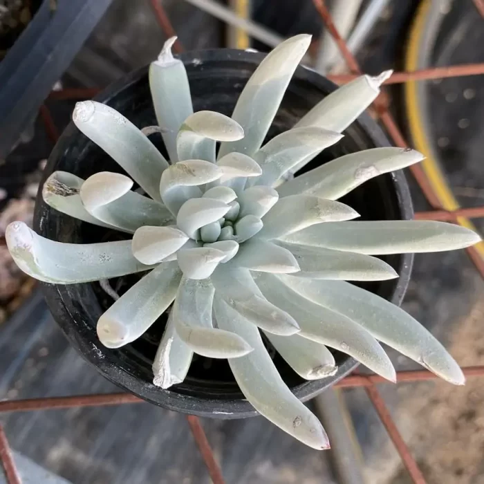 e201-185.webp Dudleya Slave - Image 1