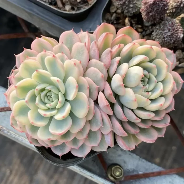 e201-186.webp Echeveria Minima Variegated double - Image 1