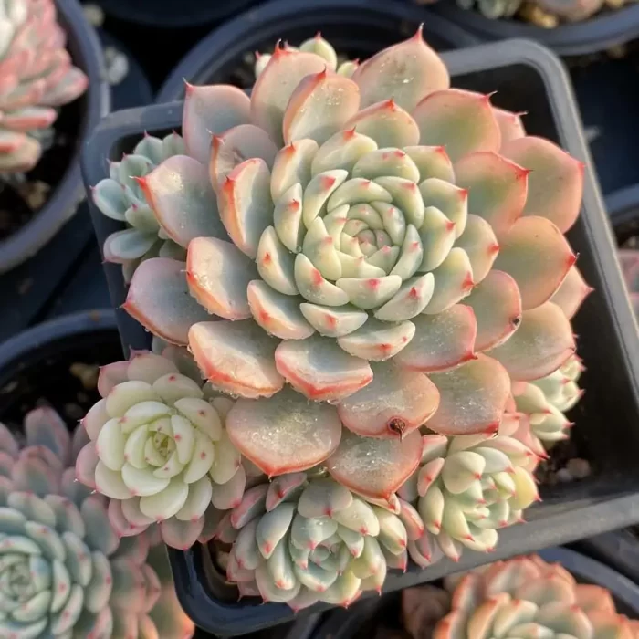 e201-187.webp Echeveria Minima Variegated No cutting natural Clustering - Image 1