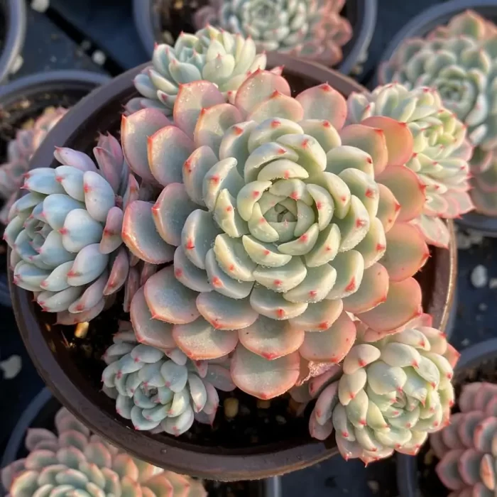 e201-188.webp Echeveria Minima Variegated Clustering - Image 1