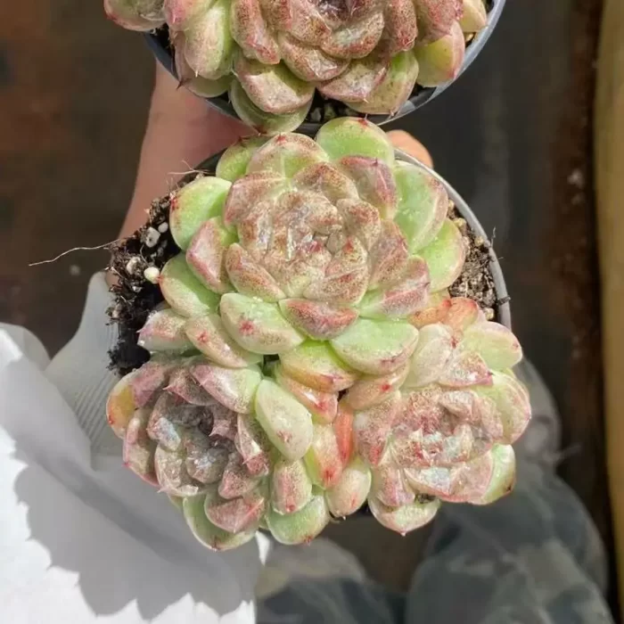 e201-19.webp Echeveria black sand beach clestering - Image 1