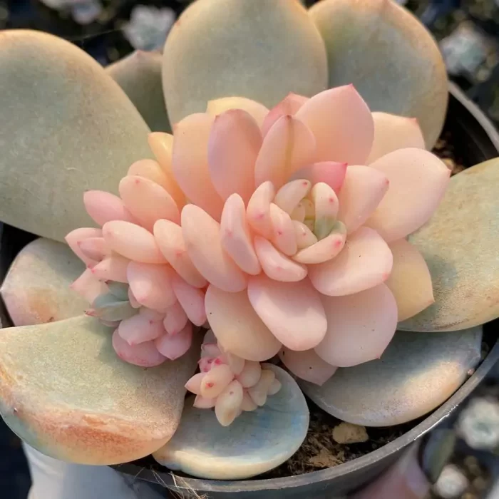 e201-190.webp Echeveria Monroe Variegated - Image 1