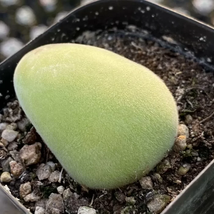 e201-192.webp Muiria-Hortenseae - Image 1