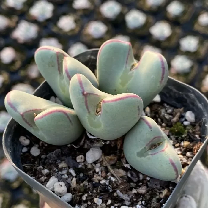 e201-193.webp Conophytum Bilobum Clustering(5 heads) - Image 1