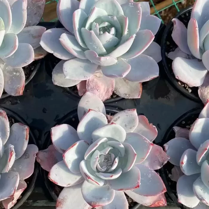 e201-21.webp Echeveria white lotus - Image 1