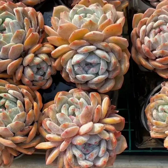 e201-22.webp Echeveria Monroe double - Image 1