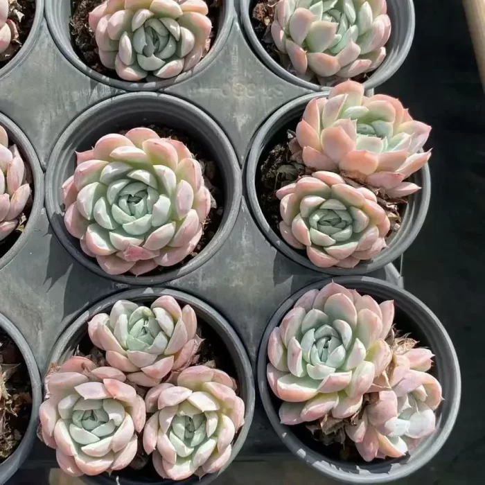 e201-25.webp Echeveria Ghostly - Image 1