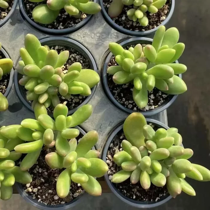 Pachyphytum japonica clustering - Image 1