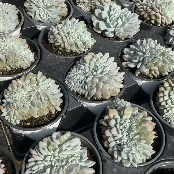 e201-28.webp Echeveria Monroe Cristata - Image 1