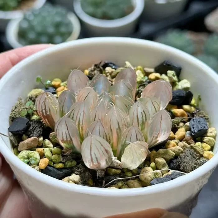 e201-3.webp Haworthia Neon Light Variegated - Image 1