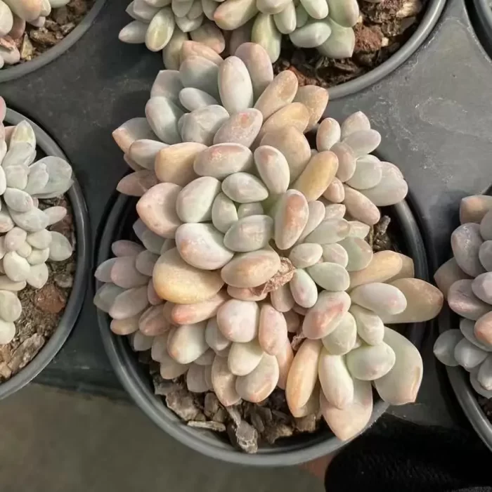 e201-30.webp Graptopetalum glutinous rice balls clustering - Image 1