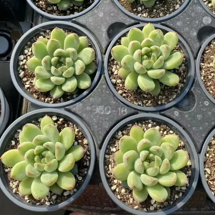 e201-32.webp Echeveria Jade Beauty - Image 1