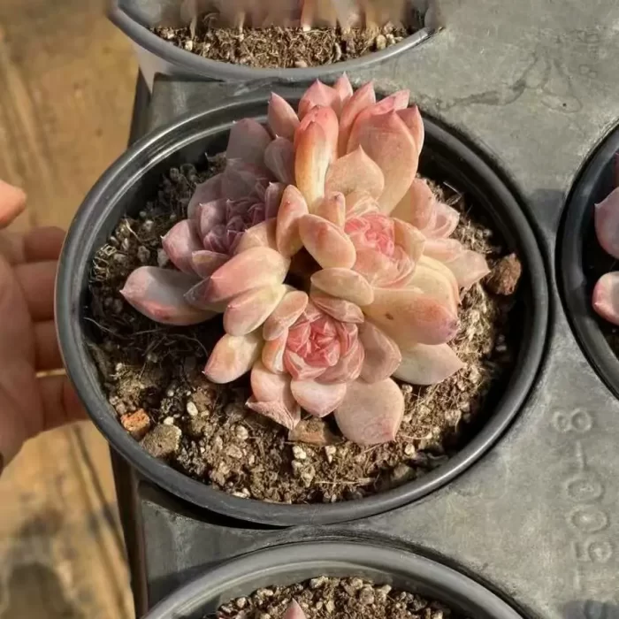 e201-33.webp Echeveria Snow Hibiscus Clustering - Image 1