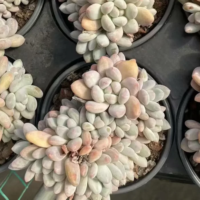 e201-34.webp Pachyveria Perfume Clustering - Image 1