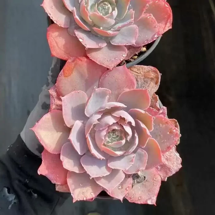 e201-35.webp Echeveria Pinky - Image 1