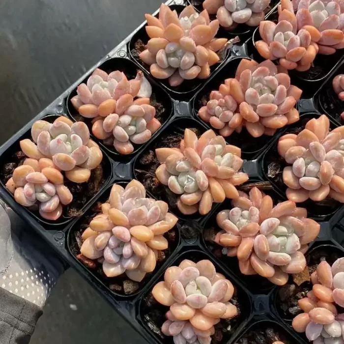 e201-37.webp Echeveria Laurel Double Head - Image 1