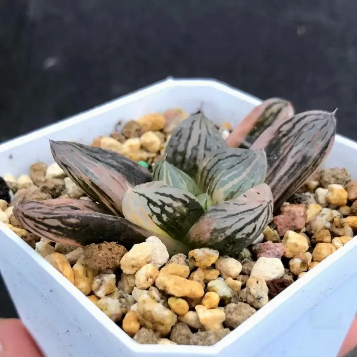 e201-4.webp Haworthia 'Nuoyulu' Variegated - Image 1