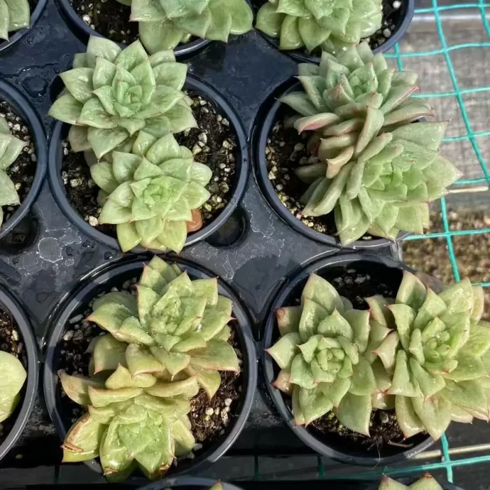 e201-40.webp Echeveria Rose Maria Double Head - Image 1